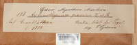 Lophodermium apiculatum image